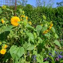Helianthus annuus 'Santa Fe'